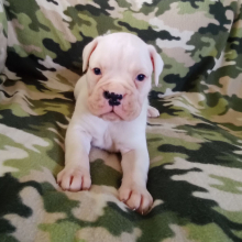 Boxer Puppy Snowball