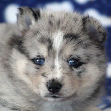 Pomsky Puppy Fudge Swirl