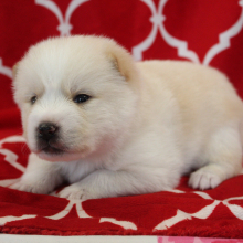 Pomsky Puppy Butter Pecan