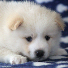 Pomsky Puppy Butter Pecan