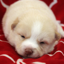 Pomsky Puppy Strawberry