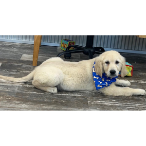 Golden Retriever Puppy Dexter