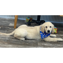 Golden Retriever Puppy Dexter