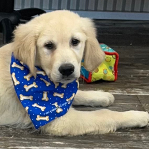 Golden Retriever Puppy Dexter
