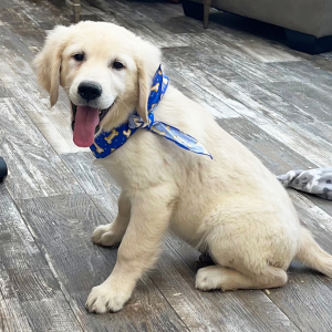 Golden Retriever Puppy Dexter