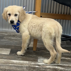 Golden Retriever Puppy Dexter