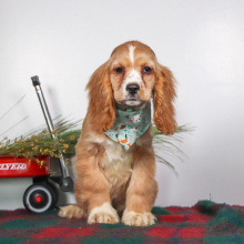 Cocker Spaniel Puppy Kip