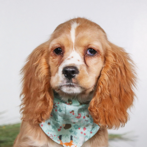 Cocker Spaniel Puppy Kip