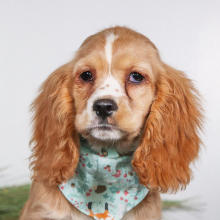 Cocker Spaniel Puppy Kip