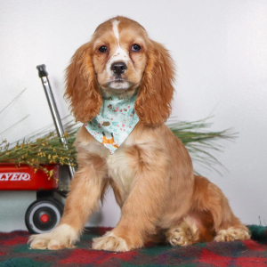 Cocker Spaniel Puppy Kip