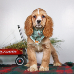 Cocker Spaniel Puppy Kip