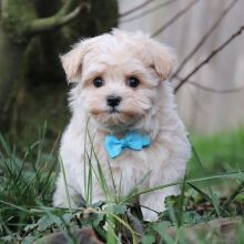 Maltipoo Puppy Oak