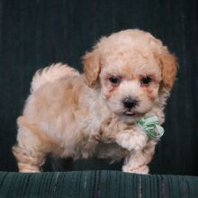 Maltipoo Puppy Marshmellow
