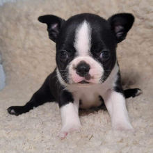 Boston Terrier Puppy Whitney