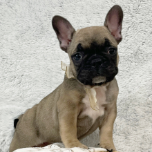 French Bulldog Puppy Duke