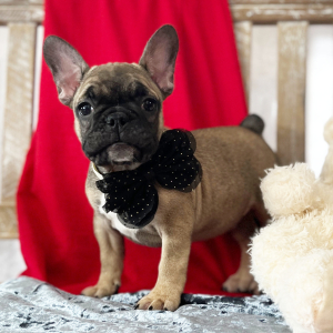 French Bulldog Puppy Duke