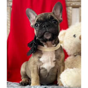 French Bulldog Puppy Duke