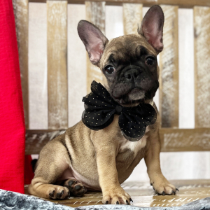 French Bulldog Puppy Duke