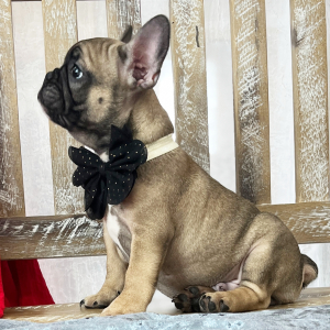 French Bulldog Puppy Duke