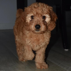 Goldendoodle Puppy Faith