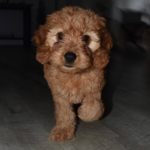 Goldendoodle Puppy Faith