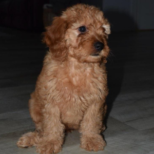 Goldendoodle Puppy Faith