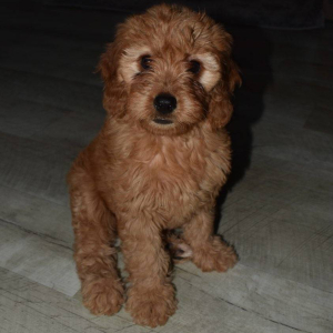 Goldendoodle Puppy Faith