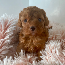 Cavapoo Puppy Cora