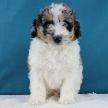 Aussiedoodle Puppy Easton