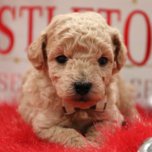 Poodle Puppy Harley