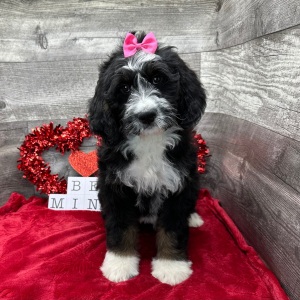 Bernedoodle Puppy Haislee