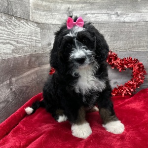 Bernedoodle Puppy Haislee