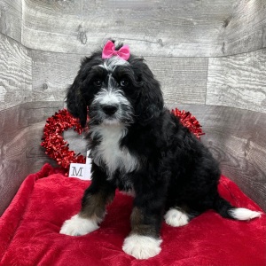 Bernedoodle Puppy Haislee