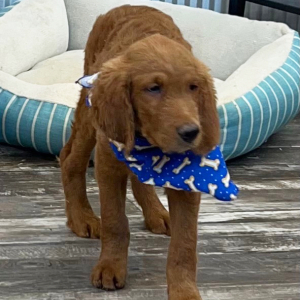Goldendoodle Puppy Karter