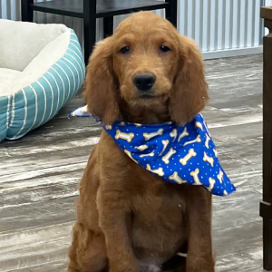 Goldendoodle Puppy Karter