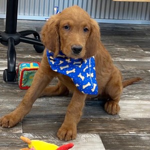 Goldendoodle Puppy Karter