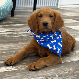 Goldendoodle Puppy Karter