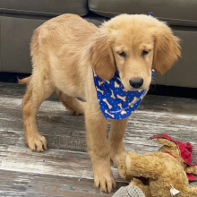 Goldendoodle Puppy Kooper