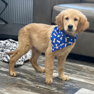 Goldendoodle Puppy Kooper