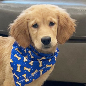 Goldendoodle Puppy Kooper