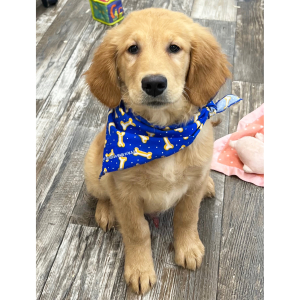 Goldendoodle Puppy Kooper