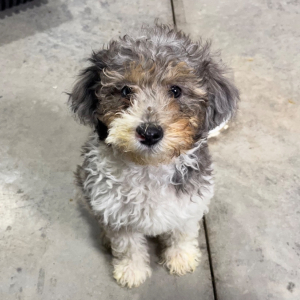 Poodle Puppy Tucker