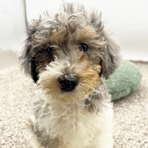 Poodle Puppy Tucker
