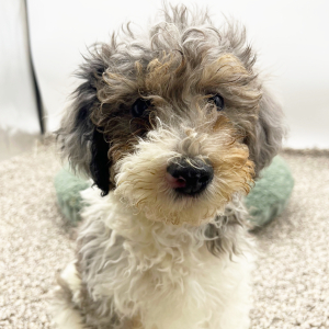 Poodle Puppy Tucker