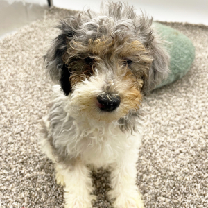 Poodle Puppy Tucker