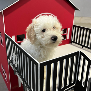 Poodle Puppy Taylor