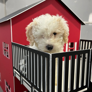 Poodle Puppy Taylor