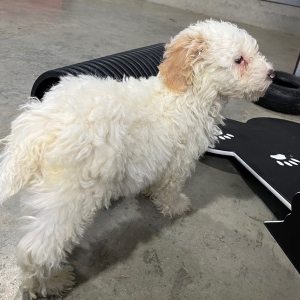 Poodle Puppy Taylor