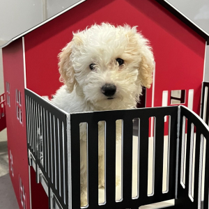 Poodle Puppy Taylor