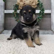 German Shepherd Dog Puppy Taylor